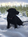 Lola im Schnee